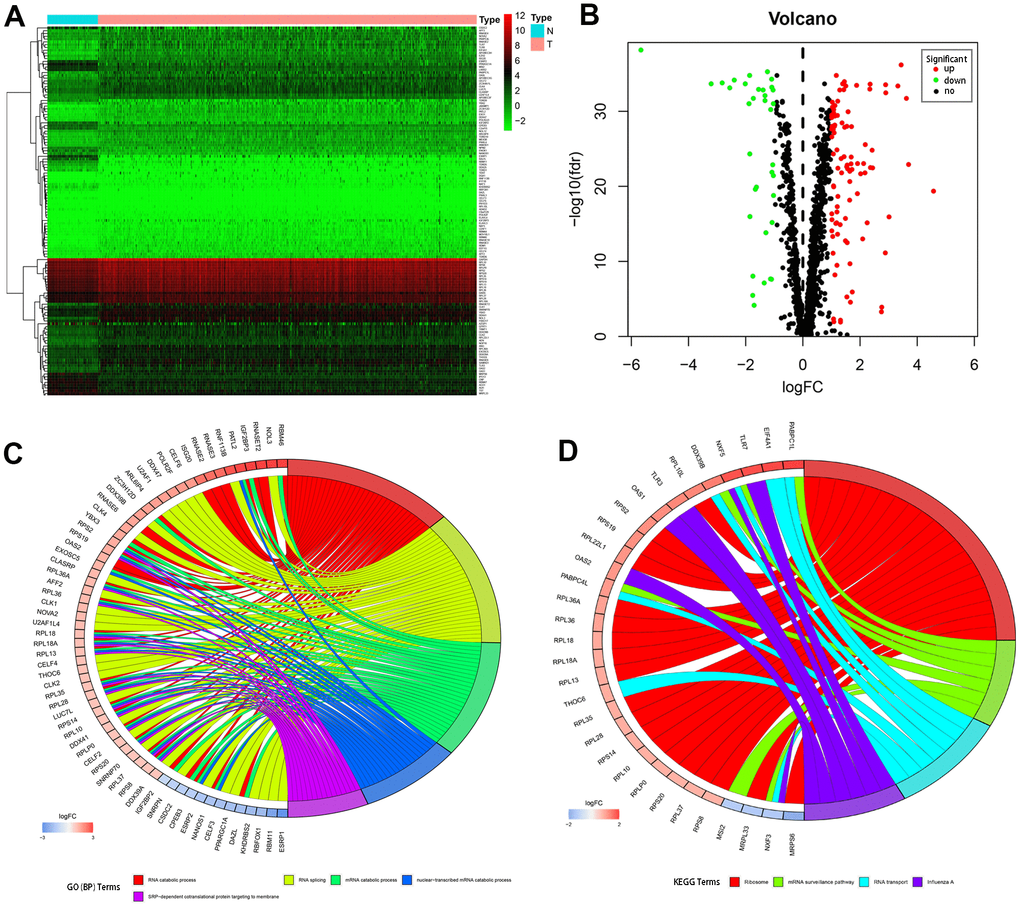 Differentially expressed RBPs in kidney renal clear cell carcinoma and functional enrichments. (A) Heatmaps of the differently expressed RBPs. Red and blue colors indicate higher and lower gene expression values, respectively. T indicates tumor tissues and N indicates non-tumor tissues. (B) Volcano plot of the differentially expressed RBPs. Red and blue colors indicate upregulated and downregulated RBPs, respectively. (C) Circos plot demonstrating relationships between selected GO-BP terms and associated RBPs. (D) Circos plot demonstrating relationships between selected KEGG terms and associated RBPs. Symbols for differentially expressed RBPs are shown on the left side of the graph. RBPs are ordered based on their logFC values. Relationships between RBPs and terms are indicated by colored connecting lines.