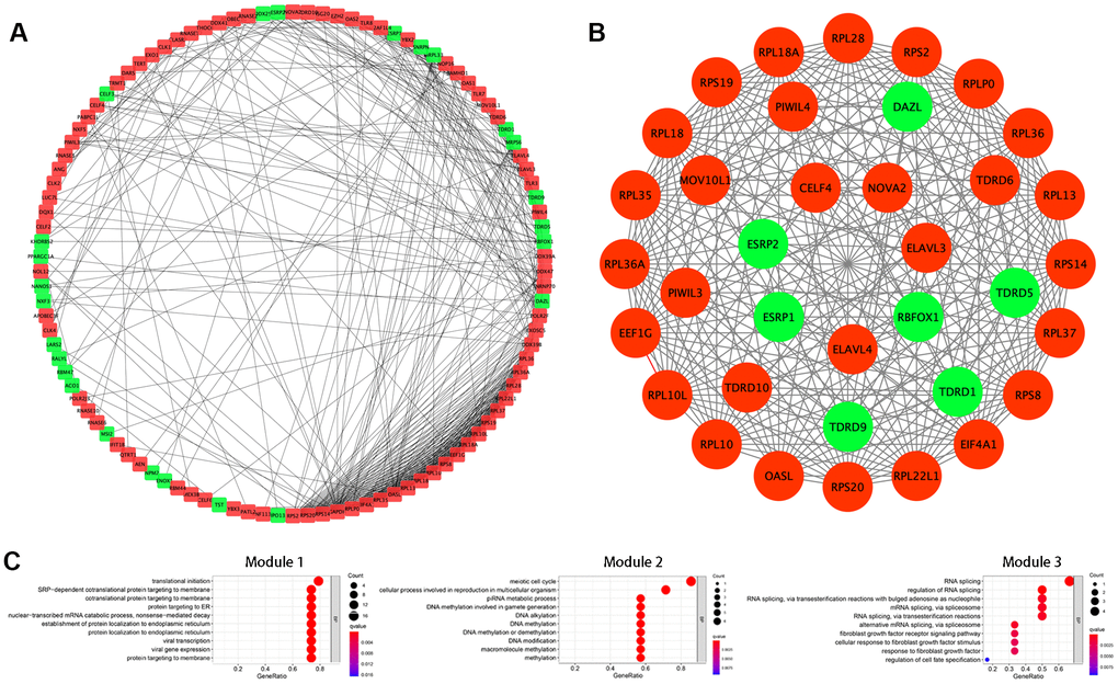 Protein-protein interaction (PPI) network construction and modules analysis. (A) PPI network of differentially expressed RBPs. (B) The top three significant modules from the PPI network. Red circles indicate upregulated RBPs and green circles indicate downregulated RBPs. (C) GO-BP enrichment analysis of the top three significant modules.