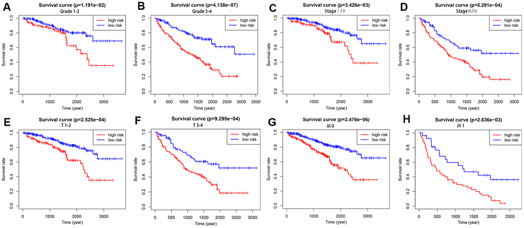 Survival differences between high- and low-risk KIRC patients stratified by clinical factors. Differences in overall survival in patients stratified by grade (A, B), AJCC stage (C, D), T stage (E, F), and M stage (G, H). Kaplan–Meier survival curves show that patients in the high-risk group have significantly poorer OS than those in the low-risk group in all subgroups.