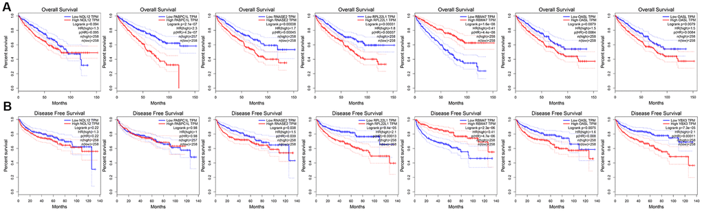 Univariate survival analysis of the target RBPs using Kaplan-Meier curves. (A) Relationships between RBPs and OS. (B) Relationships between RBPs and DFS.