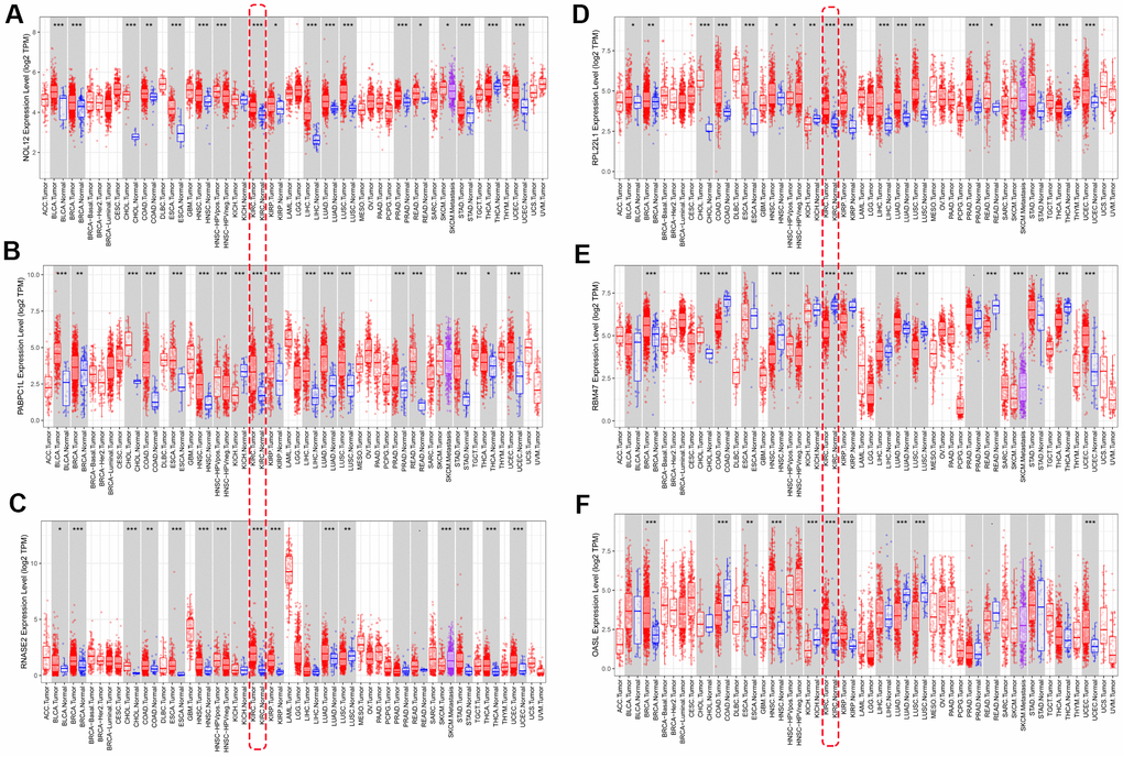 Verification of target RBP expression in KIRC and normal tissues using the TIMER database. (A) NOL12, (B) PABPC1L, (C) RNASE2, (D) RPL22L1, (E) OSAL, and (F) RBM47.