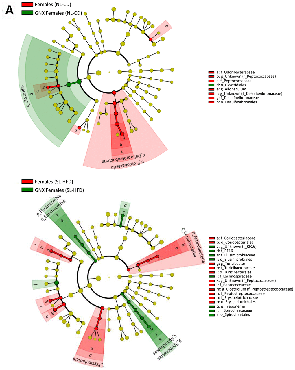 LEfSe analysis between intact and gonadectomized animals under normal feeding and overfeeding conditions in females (A). Cladogram representing the taxonomic hierarchical structure of the identified differences between genders using Linear discriminant analysis effect size (LEfSe). Each filled circle represents one phylotype. Red denotes bacterial taxa statistically overrepresented in intact animals; green denotes bacterial taxa overrepresented in gonadectomized animals. Phylum and class are indicated by their names on the cladogram and the order, family, or genus are given in the key.