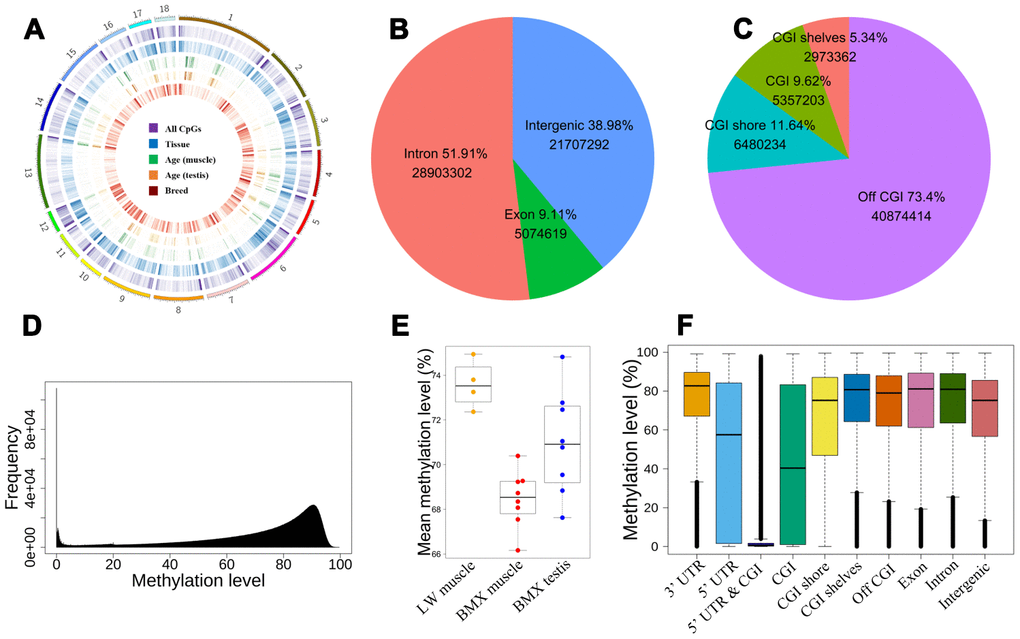 The distribution of CpGs. (A) The global distribution of CpGs and dynamic CpGs. From outside to inside, density plot show the global DMCpGs between tissues, dynamic CpGs with age (muscle and testis), and DMCpGs between breeds. (B) The intergenic and intragenic CpGs. (C) Positions of CpGs relative to CGI. (D) The distribution of CpG methylation levels. (E) Mean global methylation level of 20 samples. (F) The distribution of methylation levels in different genome regions.