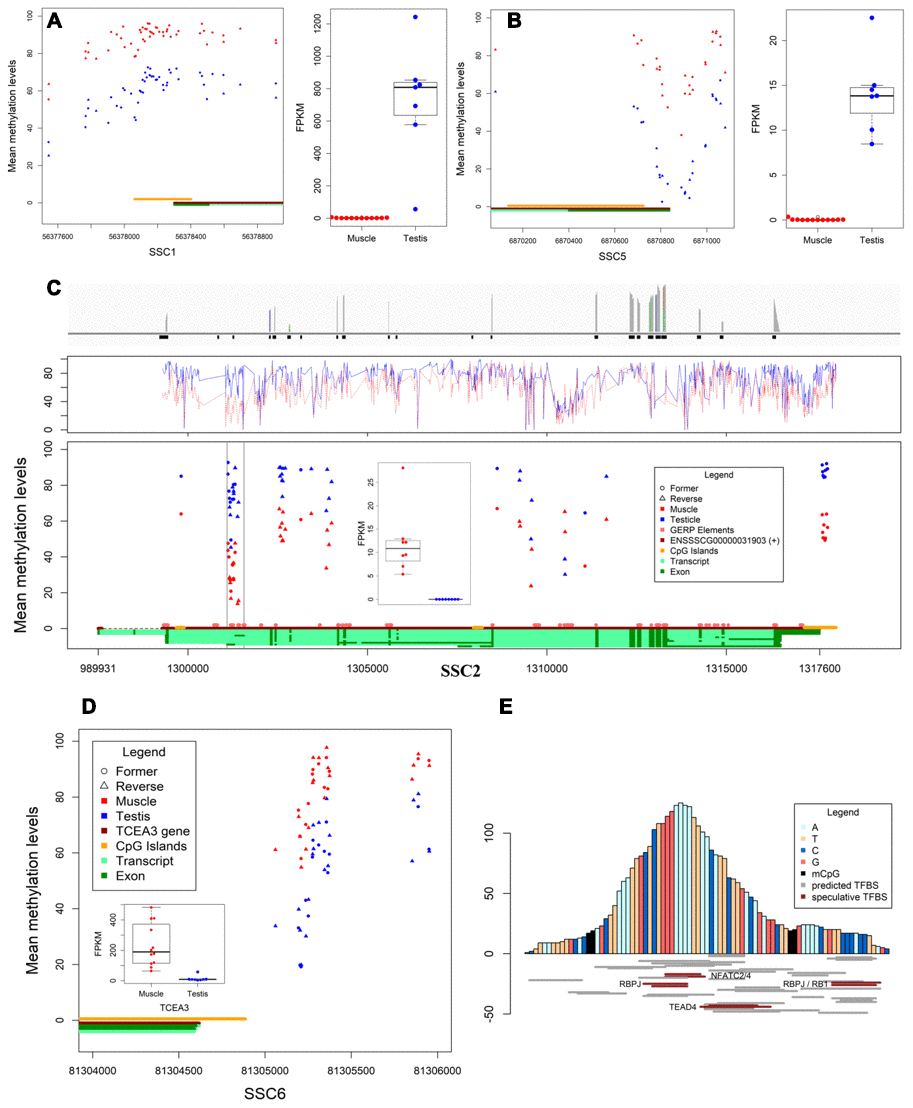 Differentially methylated regions and expression. (A, B) The DMR located in promotors and expression of SPACA1 and MEI1, respectively. (C) The differential transcription levels and methylation levels of TNNT3 in muscles and testes. Bar plot shows the reads coverage of RNA-seq data from muscles (top), line chart shows the methylation levels of TNNT3 in both tissues (middle), the scatter plot shows the methylation levels and distribution of DMCpGs in TNNT3, and box plot shows the transcription levels of TNNT3 in both tissues (bottom). (D) Methylation level in DMR of TCEA3’s upstream was positively correlated with expression. (E) Prediction of transcription factor binding sites for conserved sequences.