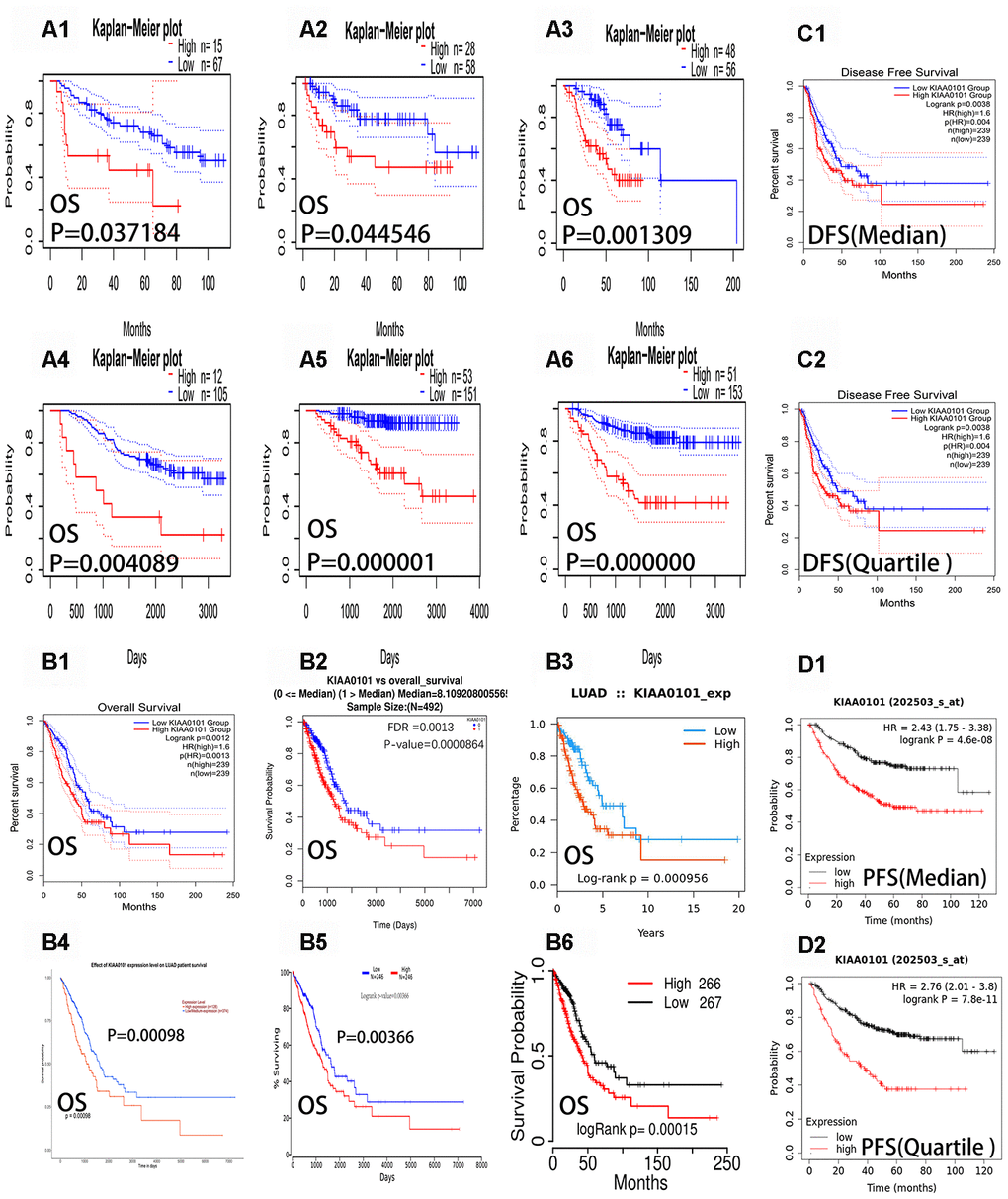 Overall survival curves, progression-free survival curves and disease-free survival curves of KIAA0101 in lung adenocarcinoma. The blue curves represent patients with lung adenocarcinoma with low expression of KIAA0101, and the red curves represent patients with lung adenocarcinoma with high expression of KIAA0101. (A1–A6) Six survival curves representing the six different data sets in Table 1 (from PrognoScan databases), respectively. (B1–B6) The six overall survival curves from the GEPIA, Linkedmics, Ualcan, TISIDB, Oncolnc, and TCGA portal databases, respectively. (C1–C2) Disease free survival curves (DFS) of KIAA0101 from the GEPIA database. (D1–D2) Progression free survival curves (PFS) of KIAA0101 from Kaplan Meier-plotter.