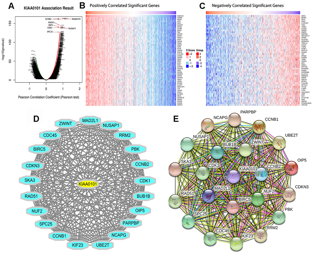 KIAA0101 highly correlated genes. (A) Pearson test was used to analyze the correlation between KIAA0101 and differentially expressed genes in LUAD. (B, C) Heat maps showing the genes that correlated positively and negatively with KIAA0101 in LUAD (top 50). Red indicates positively correlated genes, green indicates negatively correlated genes. (D, E) The network view summarizes the predicted association network of proteins that are strongly related to the protein product of KIAA0101. Network nodes are proteins. The edge represents the functional association of the prediction. A red line indicates the existence of fusion evidence, a green line represents neighborhood evidence, a blue line represents co-occurrence evidence, a purple line represents experimental evidence, a yellow line represents text mining evidence, and a light blue line represents database evidence.