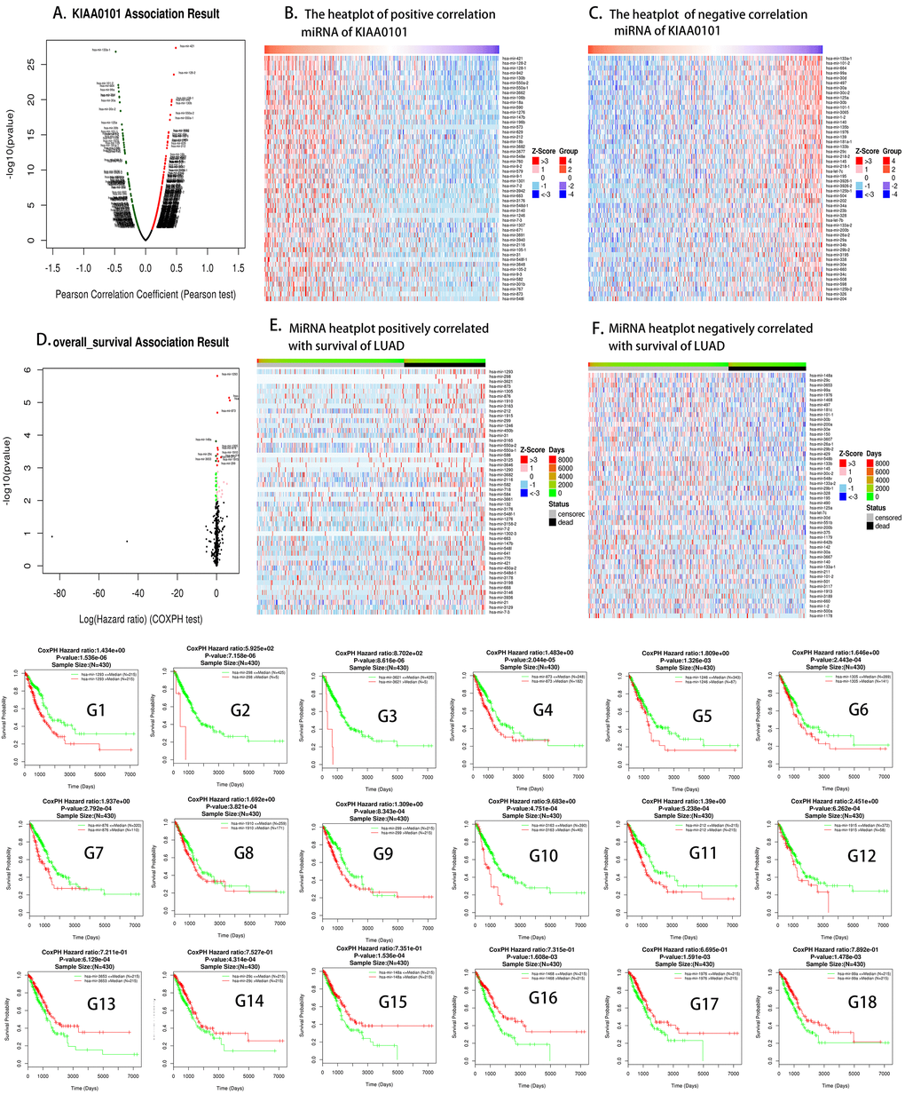 KIAA0101 highly correlated miRNAs. (A) Volcano plot of KIAA0101 related miRNAs; (B, C) positively and negatively correlated significant miRNA heat plots of KIAA0101. (D) The miRNA volcano map related to the overall survival of LUAD; (E, F) miRNAs positively and negatively related to the overall survival of LUAD, respectively; (G1–G18) the survival curves of KIAA0101 related miRNAs; green represents low expression of the corresponding miRNA, while red represents high expression of the corresponding miRNA.