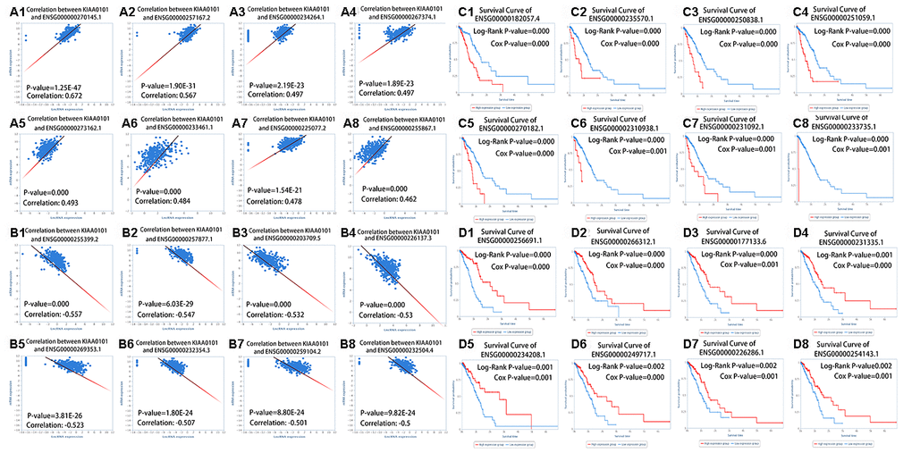 KIAA0101 highly correlated lncRNAs. (A1–A8) Scatter plots of eight kinds of lncRNAs that correlated positively with KIAA0101 expression. (B1–B8) Scatter plots of eight kinds of lncRNAs that correlated negatively with KIAA0101 expression. (C1–C8) Survival curves of eight kinds of lncRNAs; patients with low expression of lncRNAs have a higher survival rate. (D1–D8) Survival curves of eight kinds of lncRNAs; patients with high expression of lncRNAs have a higher survival rate.