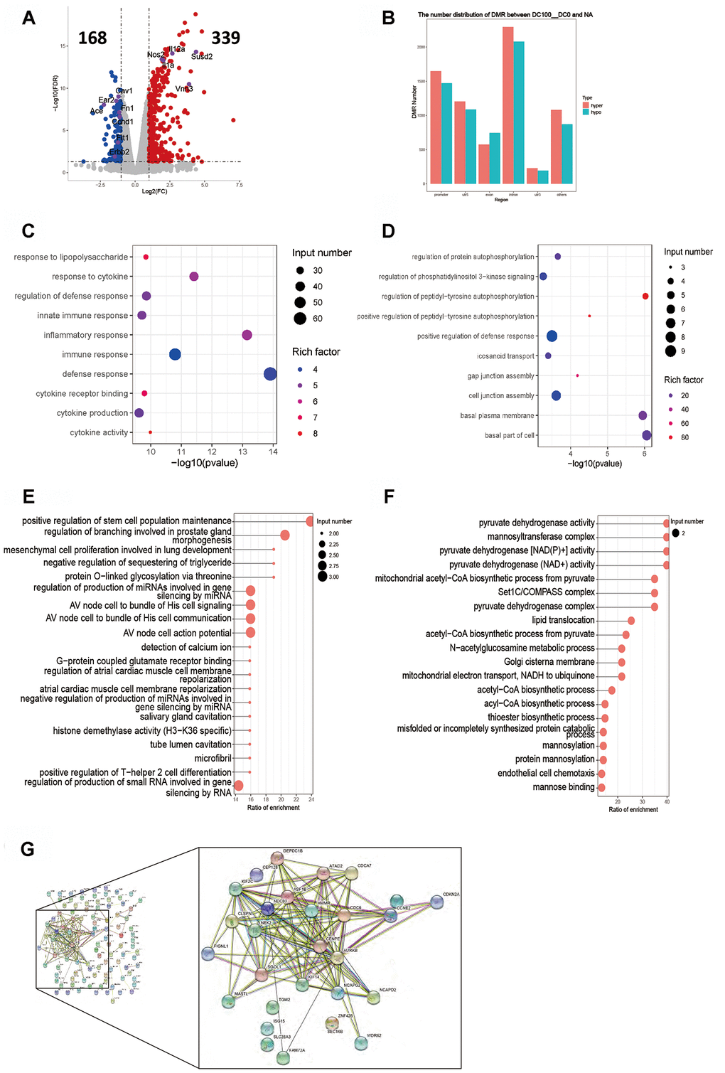 Intergroup analysis of 100-0 DCs. (A) Volcano diagram shows the genes that are expressed in the difference. (B) Distribution of DMR in different regions of the genome. (C) Enrichment analysis of up-expressed genes. (D) Enrichment analysis of down-expressed genes. (E, F) DMR overlapping gene pathway enrichment analysis, the results are shown by the scatter diagram. (E) Gene body area. (F) Promoter area (transcriptional initiation site upstream 2kb). (G) Screening for genes with significant negative correlation between RNA-seq differential gene expression and average gene methylation level. Significant negative correlation gene-protein Interaction Network Map. n = 3 independent experiments.