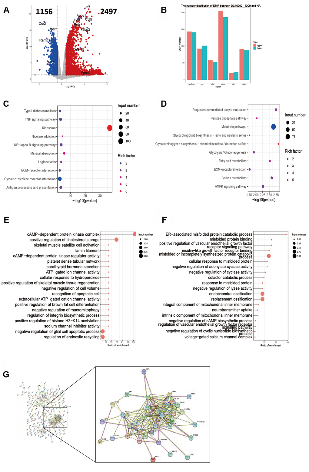 Intergroup analysis of 10000-0 DCs. (A) Volcano diagram shows the genes that are expressed in the difference. (B) Distribution of DMR in different regions of the genome. (C) Enrichment analysis of up-expressed genes. (D) Enrichment analysis of down-expressed genes. (E, F). DMR overlapping gene pathway enrichment analysis, the results are shown by the scatter diagram. (E). Gene body area. (F). Promoter area (transcriptional initiation site upstream 2kb). (G). Screening for genes with significant negative correlation between RNA-seq differential gene expression and average gene methylation level. Significant negative correlation gene-protein Interaction Network Map. n = 3 independent experiments.