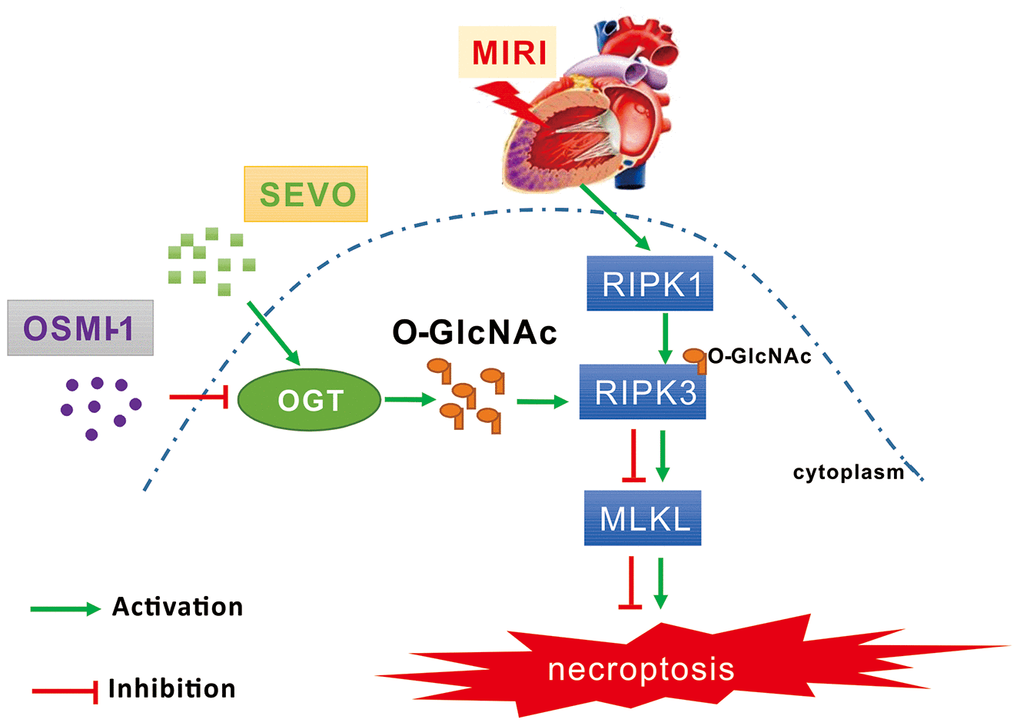 Schematic diagram depicting the role of OGT mediated O-GlcNAcylation and necroptosis signaling in the SPC induced cardioprotective effect on MIRI. MIRI could induce the up-regulation of RIPK1/RIPK3/MLKL axis mediated necroptosis. And SPC promoted the increase of OGT induced O-GlcNAcylation, enhanced the RIPK3 O-GlcNAcylation, and then inhibited the formation of the RIPK3/MLKL complex, finally lead to the inhibition of MIRI mediated necroptosis. Furthermore, the protective effects of SPC against MIRI was abrogated by using the OGT inhibitor OSMI-1. In brief, SPC restrained cardiomyocytes necroptosis via regulating OGT mediated O-GlcNAcylation of RIPK3 and lessening RIPK3/MLKL induced necroptosis, and hence protected the heart against MIRI.