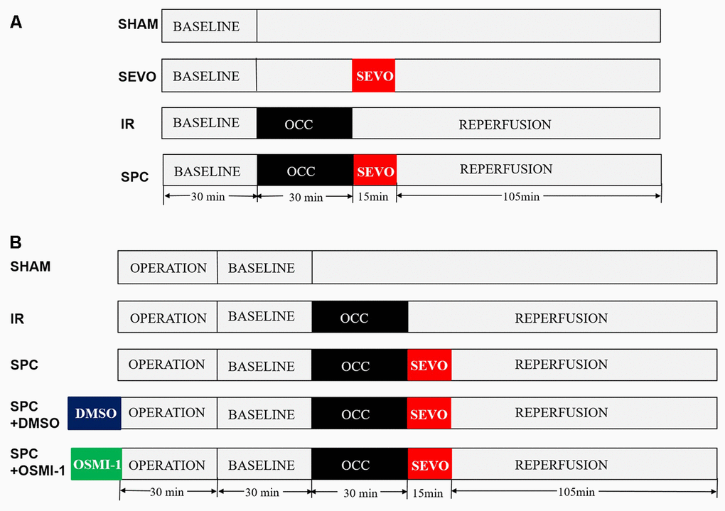 Schematic illustration of the experimental protocol in vivo and in vitro. (A) All the groups underwent the same surgical operation. (1) SHAM: rats were subjected to open chest surgery only; (2) SEVO: rats received 1.0 MAC sevoflurane for 15 min without occlusion; (3) I/R: rats were subjected to 30 min LAD occlusion, followed by 2 h of reperfusion; (4) SPC: rats were subjected to I/R and receiving 1.0MAC sevoflurane for 15 min at onset of reperfusion. (B) Except the SHAM group, all hearts was subjected to 30 min of global ischemia, followed by 2 h of reperfusion. SPC group received 1.0 MAC sevoflurane for 15 min at onset of reperfusion. In the SPC+DMSO group or SPC+OSMI-1 group, in addition to SPC administration, 50 μM DMSO or OSMI-1 was given and present throughout the experiment.