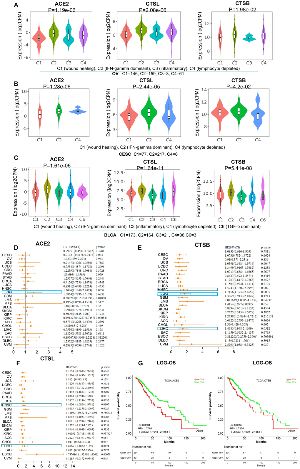 The identification of immune subtypes and prognosis for CTSL/B and ACE2 in pan-cancer. (A–C) The distribution graphs of ACE2 and CTSL/B in six immune subtypes in OV, CESC and BLCA. ACE2 and CTSL/B in OV, CESC and BLCA were most highly expressed in the C2 named IFN-gamma dominant subtype. (D–F) Forest maps analysis of overall survival for ACE2 and CTSL/B in pan-cancer (LOGpc). The blue boxes represent the overlap of tumors in which ACE2 and CTSB can predict adverse prognosis; the green boxes represent the overlap of tumors in which CTSB and CTSL can predict adverse prognosis. (G) The overall survival analyses of ACE2 and CTSB in LGG utilizing the LOGpc online tool based on TCGA data, with results showing that ACE2 and CTSB both predict poor prognosis. p1, p