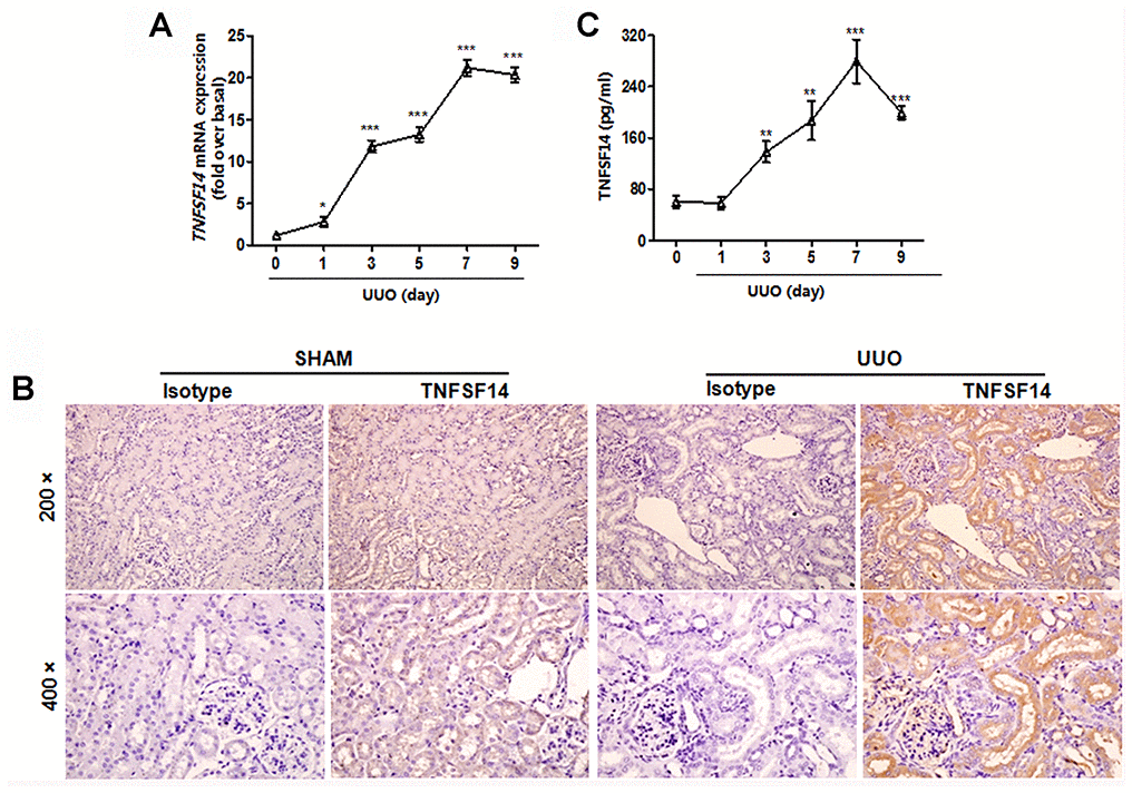 Increased TNFSF14 expression in mice after UUO surgery. (A) TNFSF14 expression in kidney tissues at the indicated time points in Tnfsf14+/+ mice after UUO surgery was assessed by qRT-PCR. GAPDH was used as the internal control. (B) The expression of TNFSF14 in the kidney tissues of Tnfsf14+/+ mice after UUO for 7 days was detected by immunohistochemistry (upper lane, original magnification ×200; lower lane, original magnification ×400). (C) TNFSF14 levels in serum in Tnfsf14+/+ mice at the indicated time points after UUO surgery were measured by ELISA. The data were representative of the results of three independent experiments. All values are represented as mean ± SEM. Sham group was used as the UUO control. n = 5 per group. *P  0.01, **P  0.01 and ***P  0.001.