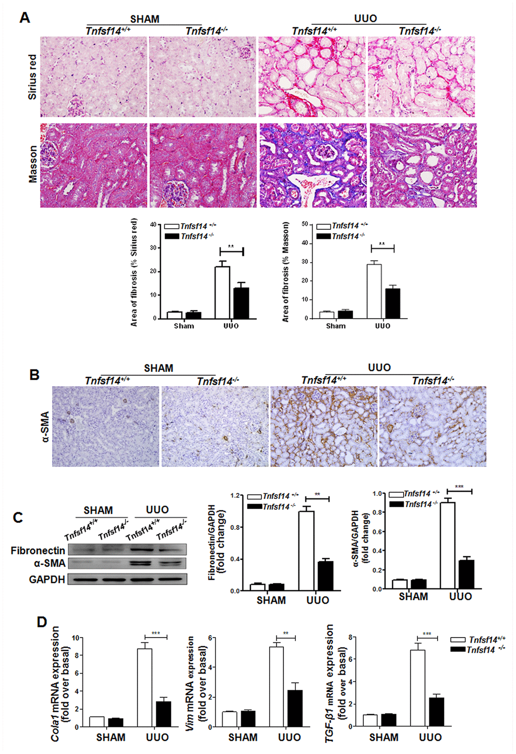 Tnfsf14 deficiency ameliorates UUO-induced renal fibrosis. Kidney tissues from Tnfsf14+/+ and Tnfsf14−/− mice were collected at 7 days after UUO surgery. Sham group was used as the control of UUO. (A) Sirius Red and Masson staining of kidney tissues sections. Original magnification ×400. (B) α-SMA expression in kidney tissues was measured by immunohistochemistry. Original magnification ×200. (C) Western blot analyses of renal fibronectin and α-SMA expression in kidney tissues. Representative western blot (Left) and quantitative data (Right) are presented. (D) The mRNA levels of pro-fibrotic mediators Cola1, Vim, and TGF-β1 were measured by qRT-PCR. The data were representative of the results of three independent experiments. All values are represented as mean ± SEM. n = 5 per group. **P ***P 