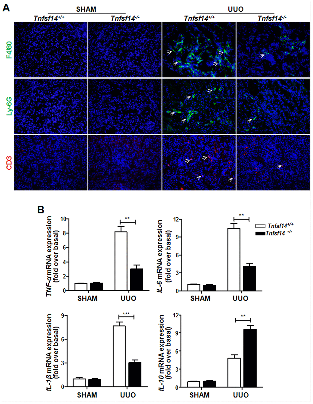 Reduced inflammatory responses in Tnfsf14-deficient mice after UUO. Kidney tissues of Tnfsf14+/+ and Tnfsf14−/− mice were collected after UUO surgery for 7 days. (A) Infiltration of neutrophils (Ly-6G+, white arrows), macrophages (F4/80+, white arrows), and T lymphocytes (CD3+, white arrows) in kidney tissues was assessed by immunofluorescence. Original magnification ×400. (B) The mRNA levels of inflammatory cytokines TNF-α, IL-6, IL-1β, and IL-10 in kidney tissues were measured by qRT-PCR. Sham group was used as the control of UUO. The data were representative of the results of three independent experiments. Values are represented as means ± SEM. n = 5 per group. **P ***P 
