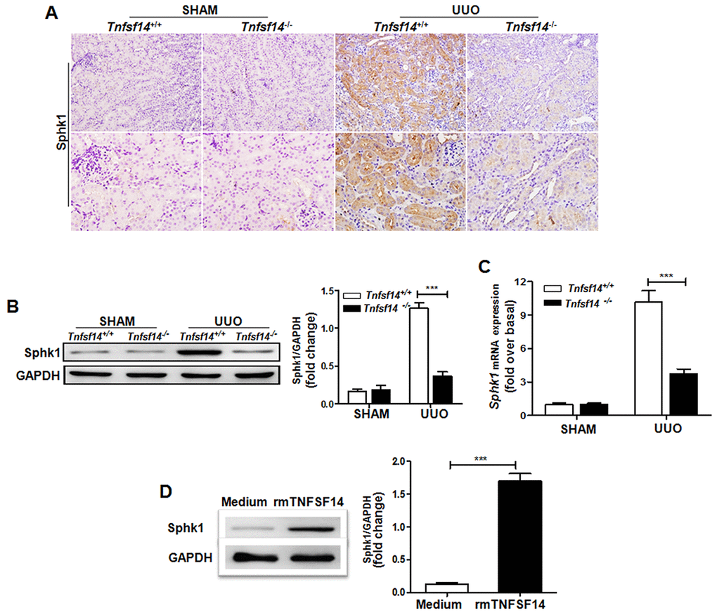 Tnfsf14 deficiency leads to a remarkable reduction in UUO-induced Sphk1 expression in kidney tissues of mice. After UUO surgery for 7 days, kidney tissues from Tnfsf14+/+ and Tnfsf14−/− mice were collected. (A) The expression of Sphk1 in kidney tissues was measured by immunohistochemistry (upper lane, original magnification ×200; lower lane, original magnification ×400). (B) The expression of Sphk1 in kidney tissues was measured by western blot. Representative western blot (Left) and quantitative data (Right) are presented. (C) The expression of Sphk1 mRNA in kidney tissues was measured by qRT-PCR. Sham group was used as the control of UUO. (D) Primary cultured mTECs were stimulated with rmTNFSF14 (100 ng/mL) for 24 h. Medium was used as the negative control. Western blot analyses of Sphk1 protein of mTECs. Representative western blot (Left) and quantitative data (Right) are presented. The data were representative of the results of three independent experiments. All values are represented as means ± SEM. n = 5 per group. **P ***P 