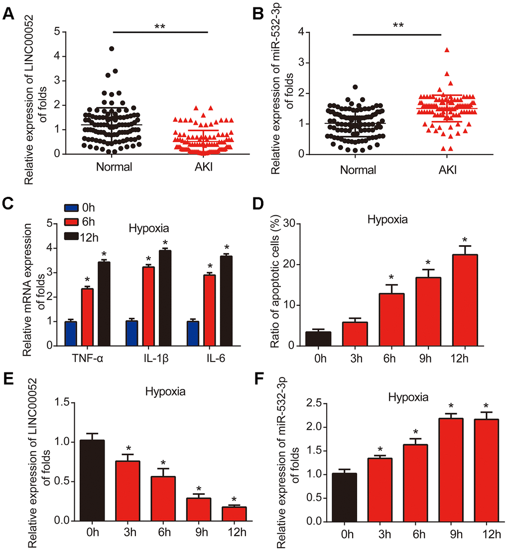 LINC00052 is downregulated miR-532-3p is upregulated in AKI patient tissues and AKI cell models. (A) Analysis of LINC00052 expression in serum from healthy controls (n = 100) and AKI patients (n = 100). GAPDH served as a loading control. (B) miR-532-3p expression in serum from healthy controls (n = 100) and AKI patients (n = 100). U6 served as a loading control. (C) The expression of IL-1β, IL-6 and TNF-α mRNAs in NRK-52E cells exposed to hypoxia. (D) Apoptosis of NRK-52E cells was measured by flow cytometry. NRK-52E cells were exposed to a hypoxia time-course. (E) Analysis of LINC00052 expression in NRK-52E cells after 0, 3 h, 6 h, 9 h or 12 h of hypoxia. (F) Analysis of miR-532-3p expression in NRK-52E cells after 0, 3 h, 6 h, 9 h and 12 h of hypoxia. Three independent experiments were performed. Error bars represent the mean ± SD of triplicate experiments (at least). *p p 