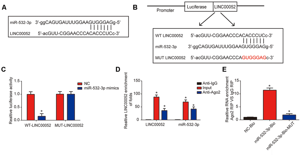 miR-532-3p is a target of LINC00052. (A) A schematic of the interaction between LINC00052 and miR-532-3p. (B) The luciferase reporter constructs containing the wild type (WT-LINC00052) or mutant LINC00052 (MUT-LINC00052). (C) The relationship between LINC00052 and miR-532-3p was assessed using a dual luciferase reporter assay. WT-LINC0005 or MUT-LINC00052 were co-transfected into NRK-52E cells with miR-532-3p mimics or their corresponding negative controls. (D) The interaction between LINC00052 and miR-532-3p was assessed using a RIP assay. (E) RNA pull-down assays detected a direct interaction between LINC00052 and miR-532-3p. Three independent experiments were performed. Error bars represent the mean ± SD of triplicate experiments (at least). *p 
