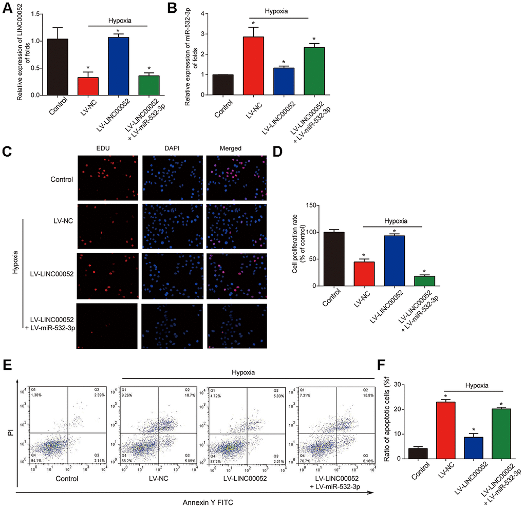 The impacts of LINC00520 and miR-532-3p on NRK-52E cells experiencing hypoxia. (A) LINC00052 expression in NRK-52E cells infected with LV-LINC00052 or LV-LINC00052 and LV-miR-532-3p under hypoxic conditions. (B) miR-532-3p expression in NRK-52E cells infected with LV-LINC00052 or LV-LINC00052 and LV-miR-532-3p. (C and D) NRK-52E cell proliferation was detected using an EdU assay. Cells were infected with a combination of LV-LINC00052 and LV-miR-532-3p or LV-LINC00052 and LV-miR-532-3p. (E and F) NRK-52E cell apoptosis was measured using flow cytometry. Three independent experiments were performed. Error bars represent the mean ± SD of triplicate experiments (at least). *p 