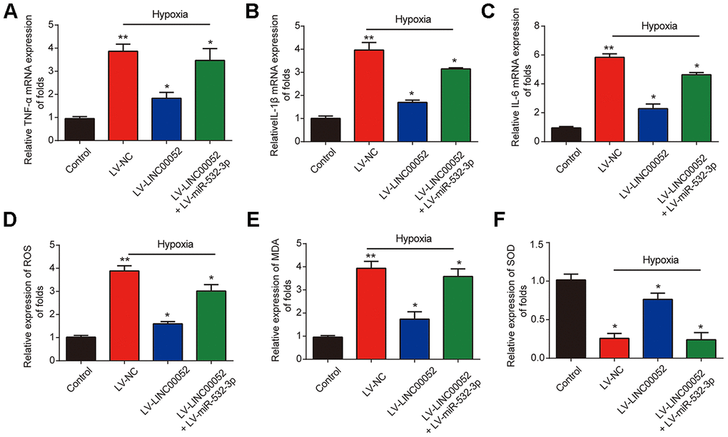The impacts of LINC00520 and miR-532-3p on inflammation and ROS levels in NRK-52E cells experiencing hypoxia. Expression of TNF-α (A), IL-1β (B) and IL-6 (C) mRNAs in NRK-52E cells infected with a combination of LV-LINC00052 and LV-miR-532-3p or LV-LINC00052 and LV-miR-532-3p was tested using q-RT-PCR. The levels of ROS (D), MDA (E), and SOD (F) under different conditions. Three independent experiments were performed. Error bars represent the mean ± SD of triplicate experiments (at least). *p 