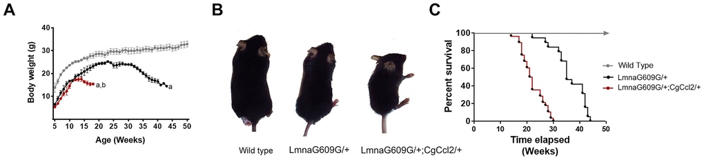 Ccl2 significantly reduced the lifespan of mice with accelerated aging.Ccl2 overexpression was critical for (A) the differential progression in body weight with age, (B) development of features of accelerated aging, as shown in the representative photographs of mice at 20 weeks of age, and (C) reduced lifespan, as shown by Kaplan-Meier survival plots from the wild-type (n=20), LMNAG609G/+ (n=28) and LMNAG609G/+;CGCCL2+/- (n=34) mice. LMNAG609G/+;CGCCL2+/- and LMNAG609G/+ denote progeroid mice overexpressing and not overexpressing Ccl2, respectively.