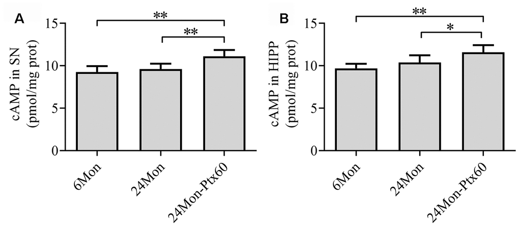 Effects of PTX treatment on cAMP content in the aged rat brain. (A) cAMP content in the SN. (B) cAMP content in the HIPP. Data are expressed as the mean ± S.D. (n=6 rats/group). *PP