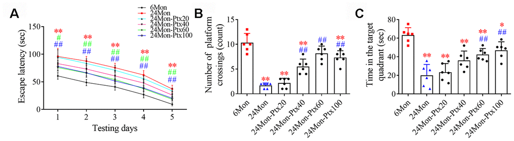 Effects of PTX treatment on cognitive function in aged rats. (A) Effects of PTX treatment on the escape latency of aged rats. (B) Effects of PTX treatment on the number of platform crossings. (C) Effects of PTX treatment on time spent in the target quadrant. Data are expressed as the mean ± S.D. (n=6 rats/group). *PP#P##P