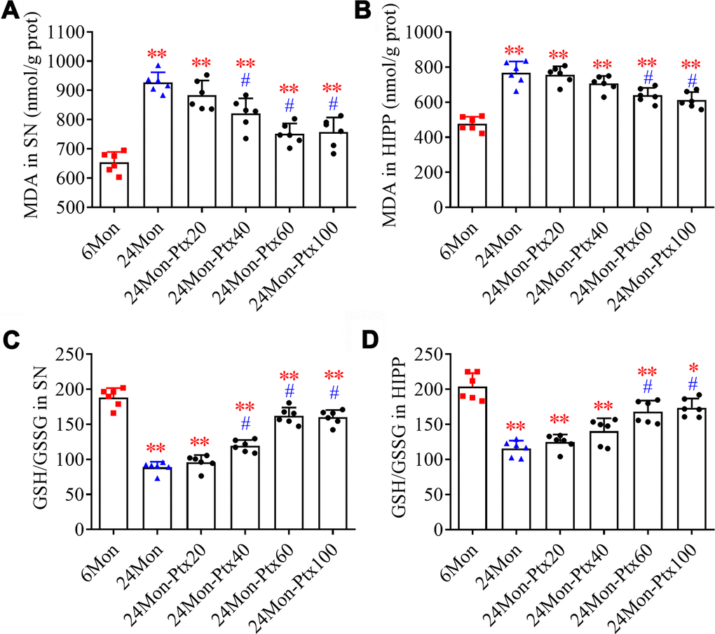 Effects of PTX treatment on brain oxidative balance in aged rats. (A, B) Effects of PTX treatment on MDA levels in the SN and HIPP of aged rats. (C, D) Effects of PTX treatment on GSH/GSSG ratio in the SN and HIPP of aged rats. Data are expressed as the mean ± S.D. (n=6 rats/group). *PP#P