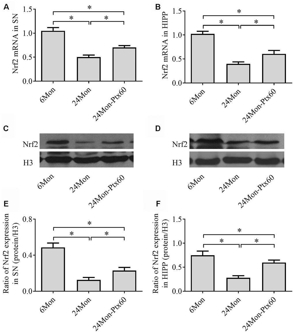 Effects of PTX treatment on Nrf2 expression in the aged rat brain. (A, B) Nrf2 mRNA levels in the SN and HIPP were calculated using the 2-ΔΔCt method. GAPDH was used as an internal control. (C, D) Representative Western blots of Nrf2 protein levels in the SN and HIPP. (E, F) Nrf2 protein levels in the SN and HIPP were quantified relative to H3 band density. Data are expressed as the mean ± S.D. (n=6 rats/group). *P