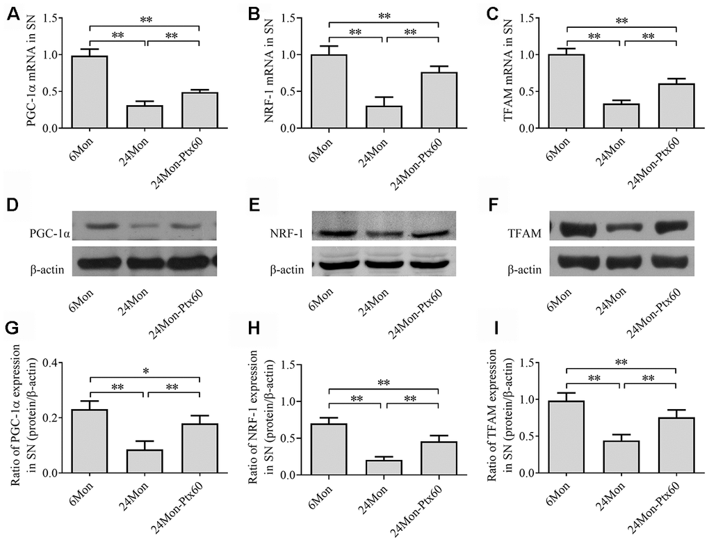 Effects of PTX treatment on mitochondrial biogenesis in the SN in aged rats. (A–C) PGC-1α, NRF-1, and TFAM mRNA levels were detected by qPCR. (D–F) Representative Western blots of PGC-1α, NRF-1, and TFAM protein levels. (G–I) PGC-1α, NRF-1, and TFAM protein levels were quantified relative to β-actin band density. Data are expressed as the mean ± S.D. (n=6 rats/group). *PP