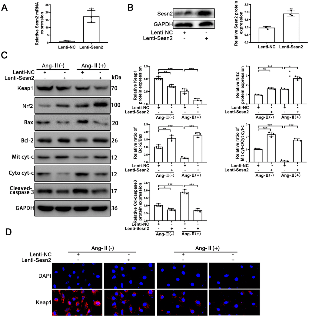 Overexpression of Sesn2 promoted the survival of EPCs after Ang-II treatment. EPCs were transfected with Lenti-Sesn2 or NC before the treatments with Ang-II. (A) The effects of Lenti-Sesn2 were confirmed by using qRT-PCR. (B) The levels of Sesn2 proteins were upregulated significantly by the applications of Lenti-Sesn2. (C) The levels of Keap1, Nrf2, Bax, Bcl-2, Mit cyt-c, Cyto cyt-c, Cleaved-caspase 3 and GAPDH related proteins in EPCs were detected by using Western blotting. (D) The levels of Keap1 proteins in EPCs were detected by using Immunofluorescence. Scale bars = 2 μm. All experiments were performed in triplicate. *p 