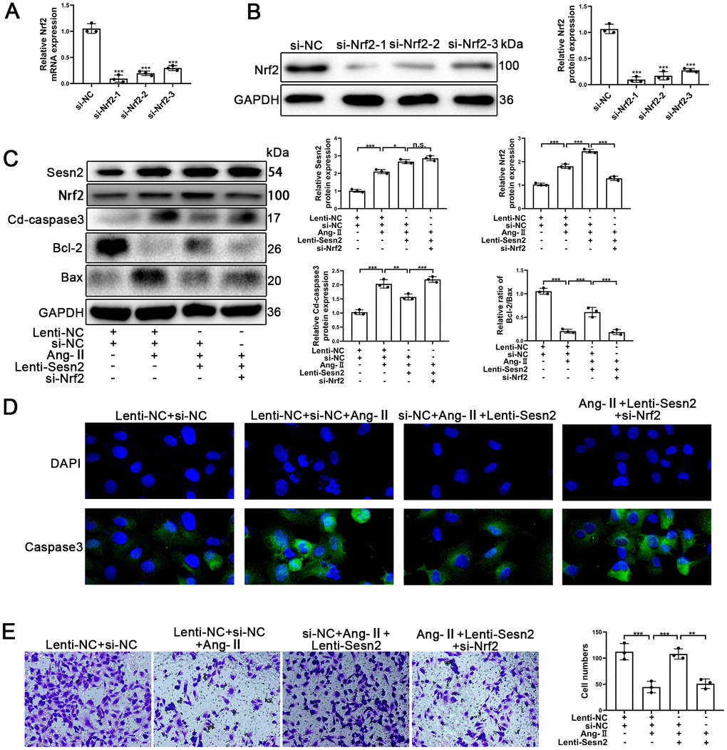 Knockdown of Nrf2 could reverse the protective effect of Sesn2 in EPCs treated with Ang-II. EPCs were divided into treatment groups including for a control, Ang-II, Ang-II + Lenti-Sesn2, and Ang-II+ Lenti-Sesn2 + si-Nrf2 treatment groups. (A) The levels of Nrf2 mRNA were found to have decreased in EPCs transfected with siNrf2. (B) The levels of Nrf2 proteins were found to have been reduced in EPCs transfected with si-Nrf2. (C) Measures for Sesn2, Nrf2, Cleaved-caspase3, Bcl-2, Bax, and GAPDH protein expression in EPCs were determined by using Western blotting. (D) We used immunofluorescence to detect levels of caspase3 protein in ECPs. Scale bars = 2 μm. (E) We determined the migration of EPCs by using Transwell assays. Scale bars = 5 μm. All experiments were performed in triplicate. *p 