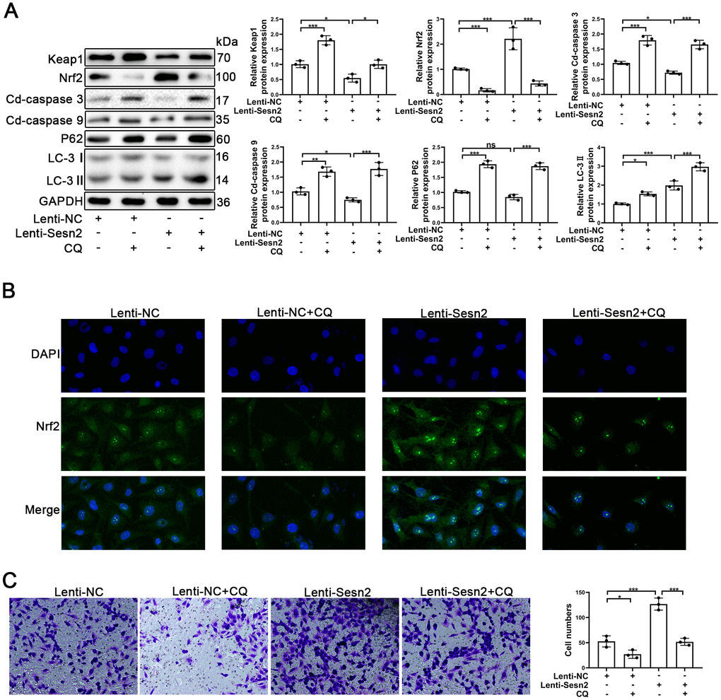 Repression of autophagy inhibited the protective effect of Sesn2 in EPCs. EPCs were divided into treatment groups representing the control, CQ, Lenti-Sesn2, and Lenti-Sesn2 + CQ cohorts. (A) The levels of expression of proteins of Keap1, Nrf2, Cleaved-caspase3, Cleaved-caspase9, P62, LC-3, and GAPDH in EPCs were detected by use of Western blotting. (B) The levels of expression of proteins of Nrf2 in EPCs were determined by using Immunofluorescence. Scale bars = 2 μm. (C) Measures of the migration of EPCs were determined by using Transwell assays. All experiments were performed in triplicate. Scale bars = 5 μm. *p 