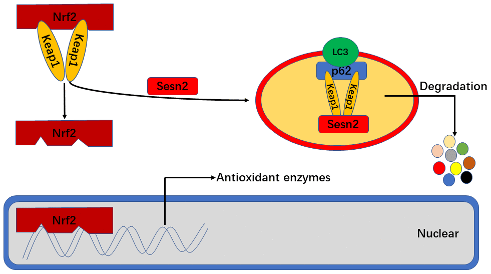 Sesn2 serves as antioxidants by improving P62-dependent autophagic degradation of Keap1 and thereby promoting Nrf2 expression and activity. When Sesn2 binds to P62 and Keap1, P62 binds to LC3 simultaneously at autophagosomes and thereby promote Keap1 degradation. The degradation of Keap1 was found to have led to Nrf2 expression and activation, and then promoted the transcription of genes for various antioxidant enzymes.