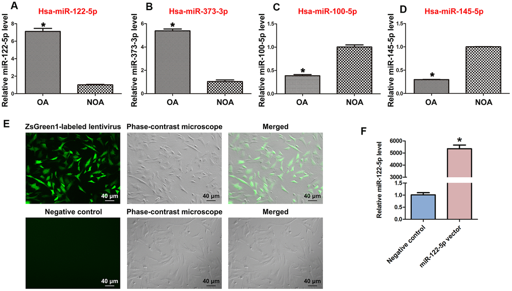 Differentially expressed MiRNAs of human spermatogonia between OA and NOA patients and transfection efficiency of ZsGreen1-labeled lentivirus in human SSC line. (A–D) Real-time qPCR revealed the different expression levels of miRNA-122-5p (miR-122-5p) (A), miR-373-3p (B), miR-100-5p (C), and miR-145-5p (D) in human spermatogonia between OA and NOA patients. * indicates statistically significant differences (pE) Fluorescence microscope and phase-contrast microscope indicated the transfection efficiency of ZsGreen1-labeled miRNA-122-5p lentivirus compared to the control lentivirus of human SSC line. Scale bars =40 μm. (F) Real-time qPCR showed the relative levels of miRNA-122-5p in human SSCs treated with miRNA-122-5p vector and control lentivirus. * indicated statistically significant differences (p