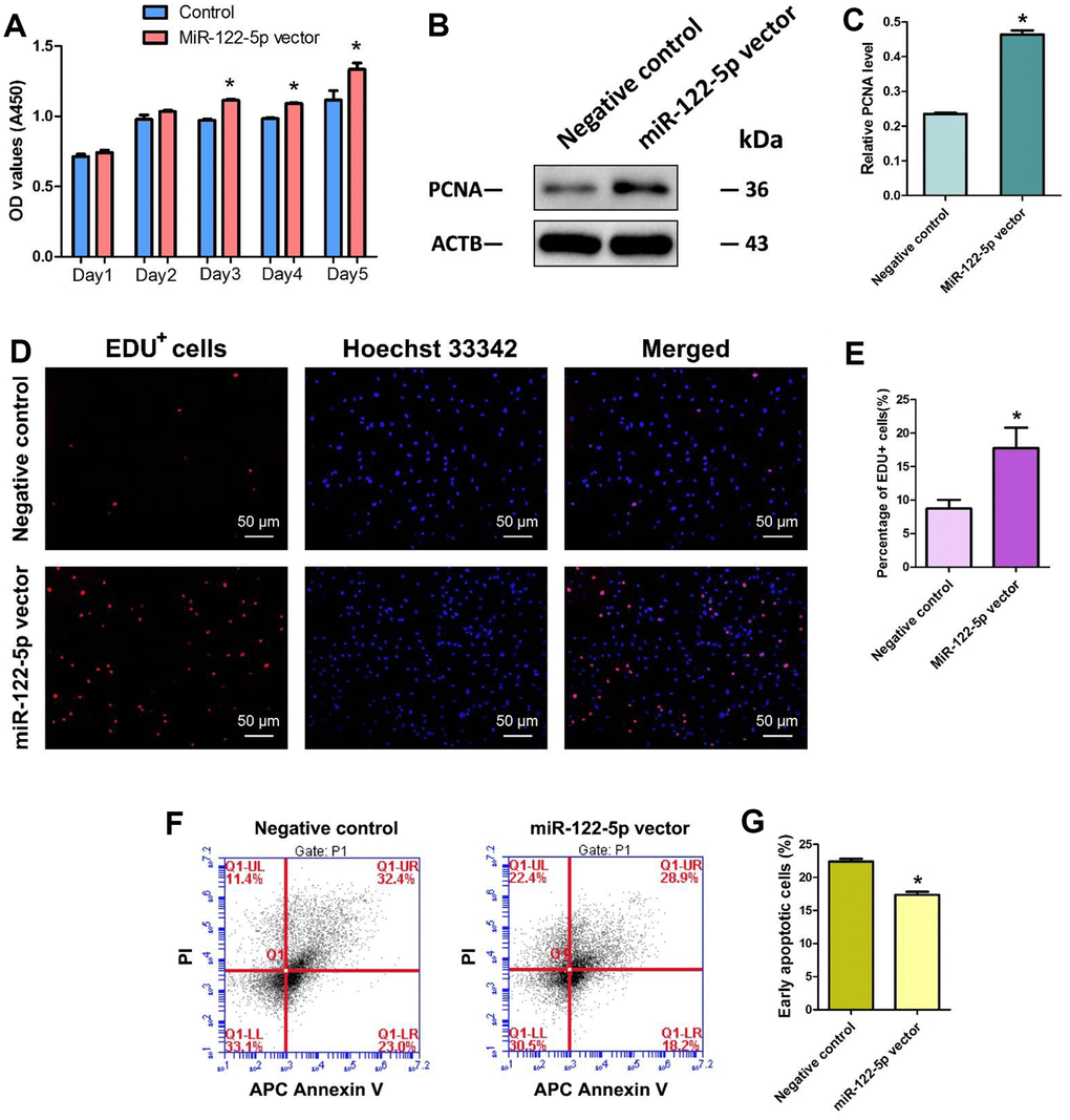 Effect of overexpression of MiRNA-122-5p on the proliferation, DNA synthesis and early apoptosis of human SSC line. (A) CCK-8 assays revealed the growth curve of human SSC line treated with miRNA-122-5p vector and control lentivirus in 5 days. (B) Western blots demonstrated PCNA expression in human SSC line of miRNA-122-5p vector and control lentivirus. (C) The relative expression of PCNA in human SSC line of miRNA-122-5p vector and control lentivirus after normalization to the signals of their loading control ACTB. (D) EDU incorporation assay showed the EDU-positive cells in human SSC line of miRNA-122-5p vector and control lentivirus. Scale bars =50 μm. (E) Qualification of EDU-positive cells in human SSC line of miRNA-122-5p vector and control lentivirus. (F, G) APC Annexin V and PI staining and flow cytometry showed the percentages of early apoptosis in human SSC line infected with ZsGreen1-labeled miRNA-122-5p lentivirus and control lentivirus. * denoted statistically significant differences (p