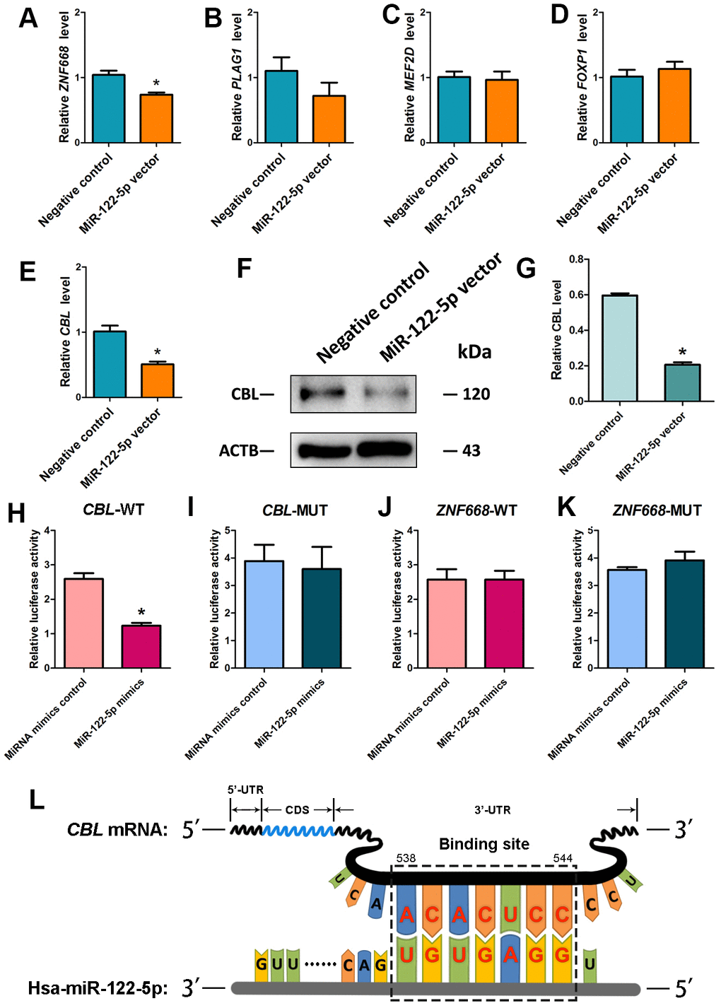 Identification and verification of the target CBL of MiRNA-122-5p in human SSC line. (A–E) Real-time qPCR revealed the relative levels of ZNF668 (A), PLAG1 (B), MEF2D (C), FOXP1 (D) and CBL (E) in human SSCs of miRNA-122-5p vector and control lentivirus. * indicated statistically significant differences (pF) Western blots depicted CBL protein in human SSC line of miRNA-122-5p vector and control lentivirus. (G) The relative expression levels of CBL protein in human SSC line of miRNA-122-5p vector and control lentivirus after normalization to the signals of their loading control ACTB. * denoted statistically significant differences (pH, I) Validation of the targeting of miRNA-122-5p to wild type CBL and mutated CBL by dual luciferase reporter assays. (J, K) Validation of the targeting of miRNA-122-5p to wild type ZNF668 and mutated ZNF668 by dual luciferase reporter assays. * implied statistically significant differences (pL) Schematic diagram illustrated the binding site of miRNA-122-5p to CBL mRNA.