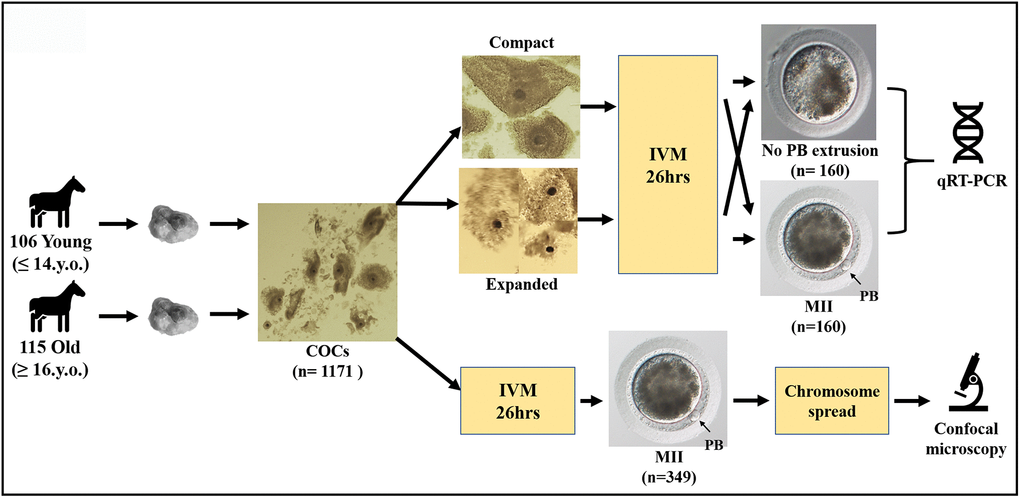 Schematic representation of the study design.