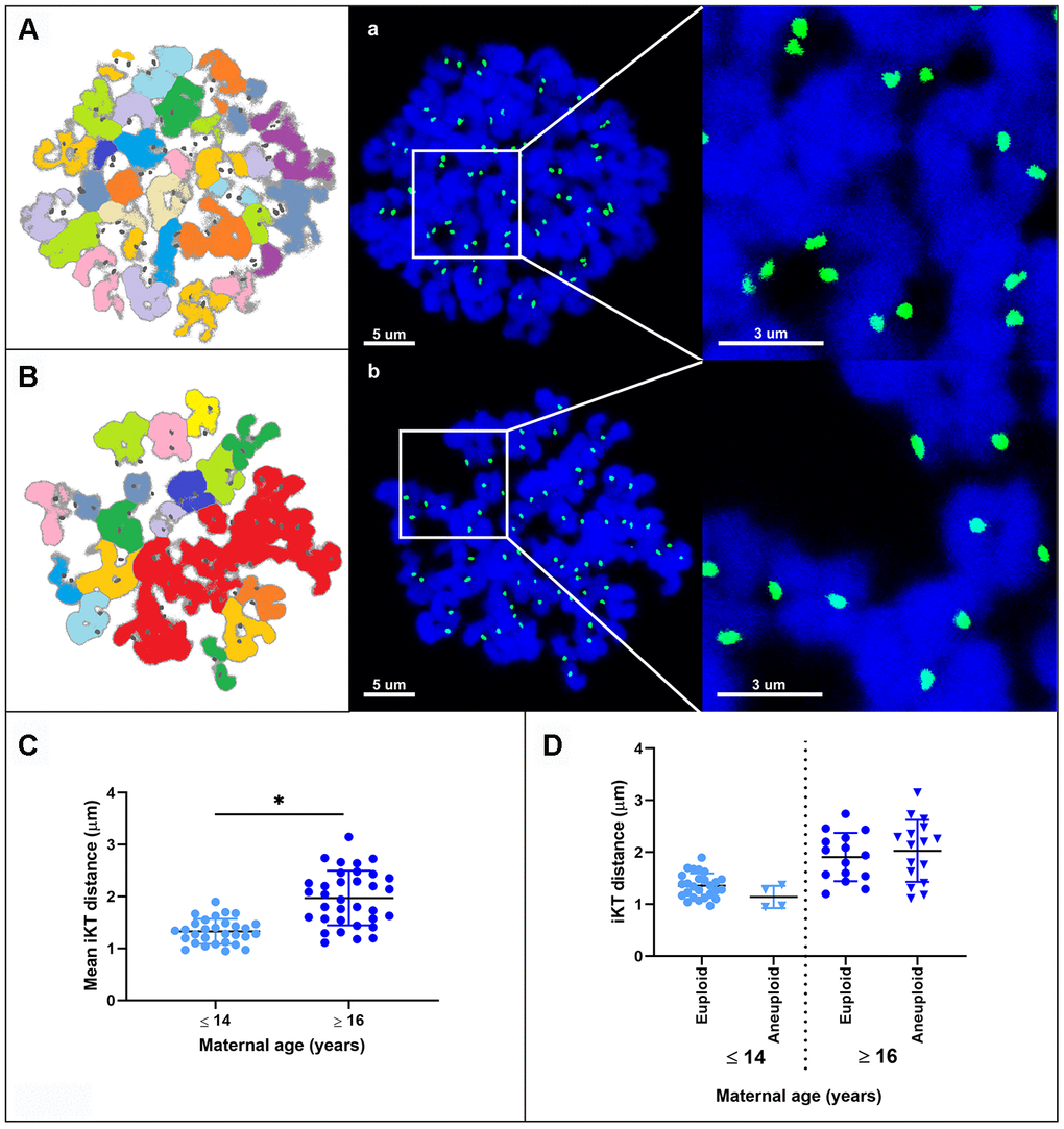 Representative maximum projection images of chromosome spreads for in vitro matured MII oocytes from young (A) and aged (B) mares. Green, kinetochores (CREST); blue, chromatin (Hoechst 33342). (A, B) explanatory drawing of the chromosome spreads. Different sister chromatid pairs have different colors. Note the increased interkinetochore distance (i.e. separation of the CREST signals) in oocytes from old mares. Bar, 5 and 3 μm. Scatterplots of interkinetochore distance categorized by mare age (C) (*, p D).