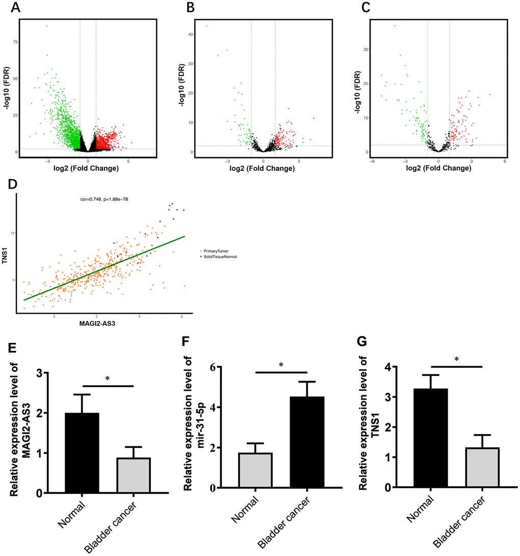 Correlation analysis of MAGI2-AS3, miR-31-5p and TNS1 mRNA expression in TGCA-BCa patient tissues. (A) Volcanic map of differentially expressed mRNAs in BCa tissues compared to normal urothelial tissues. (B) Volcanic map of differentially expressed lncRNAs in BCa tissues compared to normal urothelial tissues. (C) Volcanic map of differentially expressed miRNAs in BCa tissues compared to normal urothelial tissues. Note: p2 were used as threshold parameters. Green dots represent down-regulated RNAs, and red dots represent up-regulated RNAs. (D) Distribution map shows correlation between MAGI2-AS3 and TNS1 expression in BCa patients from the TGCA database. Orange dots represent primary BCa samples and blue triangles represent normal urothelial tissue samples. (E–G) Histogram plots show the expression of MAGI2-AS3, mir-31-5p and TNS1 in BCa and normal bladder tissues in the TCGA database. The analyses were performed using the R software. * denotes p