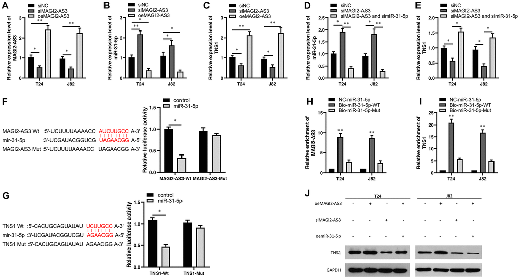 Characterization of the regulatory relationship between MAGI2-AS3, mir-31-5p and TNS1 in BCa cells. (A–C) QRT-PCR analysis shows the expression levels of MAGI2-AS3, miR-31-5p and TNS1 mRNA in control (si-NC-transfected), MAGI2-AS3 knockdown (siMAGI2-AS3-transfected) and MAGI2-AS3-overexpressing (oeMAGI2-AS3) T24 and J82 cell lines. (D, E) QRT-PCR analysis shows miR-31-5p and TNS1 mRNA levels in control, MAGI2-AS3-silenced, and MAGI2-AS3-silenced plus miR-31-5p-silenced T24 and J82 cell lines. (F) Luciferase reporter assay results show the relative luciferase activity in T24 cells transfected with vectors containing wild-type MAGI2-AS3 and control or miR-31-5p compared to those transfected with vectors containing mutant MAGI2-AS3 and control or miR-31-5p. (G) Luciferase reporter assay results show the relative luciferase activity in T24 cells transfected with vectors containing wild-type TNS1 and control or miR-31-5p compared to those transfected with mutated TNS1 and control or miR-31-5p. (H, I) RNA pull-down assay results show the relative levels of MAGI2-AS3 and TNS1 pulled down by NC-miR-31-5p, Bio-miR-31-5p-WT or Bio-miR-31-5p-Mut. (J) Representative western blot shows TNS1 protein levels in control, MAGI2-AS3 knockdown (siMAGI2-AS3-transfected), MAGI2-AS3-overexpressing (oeMAGI2-AS3), and MAGI2-AS3-overexpressing plus miR-31-5p-overexpressing (oeMAGI2-AS3 plus oemiR-31-5p) T24 and J82 cells. *p