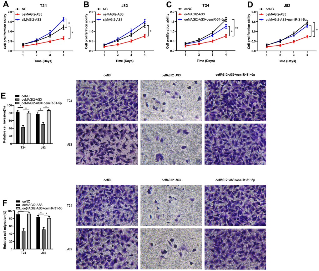 MAGI2-AS3 and miR-31-5p regulate proliferation, invasion and migration of BCa cells. (A, B) MTT assay results show the proliferation status of control (si-NC-transfected), MAGI2-AS3 knockdown (siMAGI2-AS3-transfected) and MAGI2-AS3-overexpressing (oeMAGI2-AS3) T24 and J82 cells. (C, D) MTT assay results show the proliferation status of control (oeNC), MAGI2-AS3-overexpressing (oeMAGI2-AS3), and MAGI2-AS3-overexpressing plus miR-31-5p-overexpressing (oeMAGI2-AS3 plus oemiR-31-5p) T24 and J82 cells. (E, F) Transwell assay results show the invasiveness and migration ability of control (oeNC), MAGI2-AS3-overexpressing (oeMAGI2-AS3), and MAGI2-AS3-overexpressing plus miR-31-5p-overexpressing (oeMAGI2-AS3 plus oemiR-31-5p) T24 and J82 cells. *p