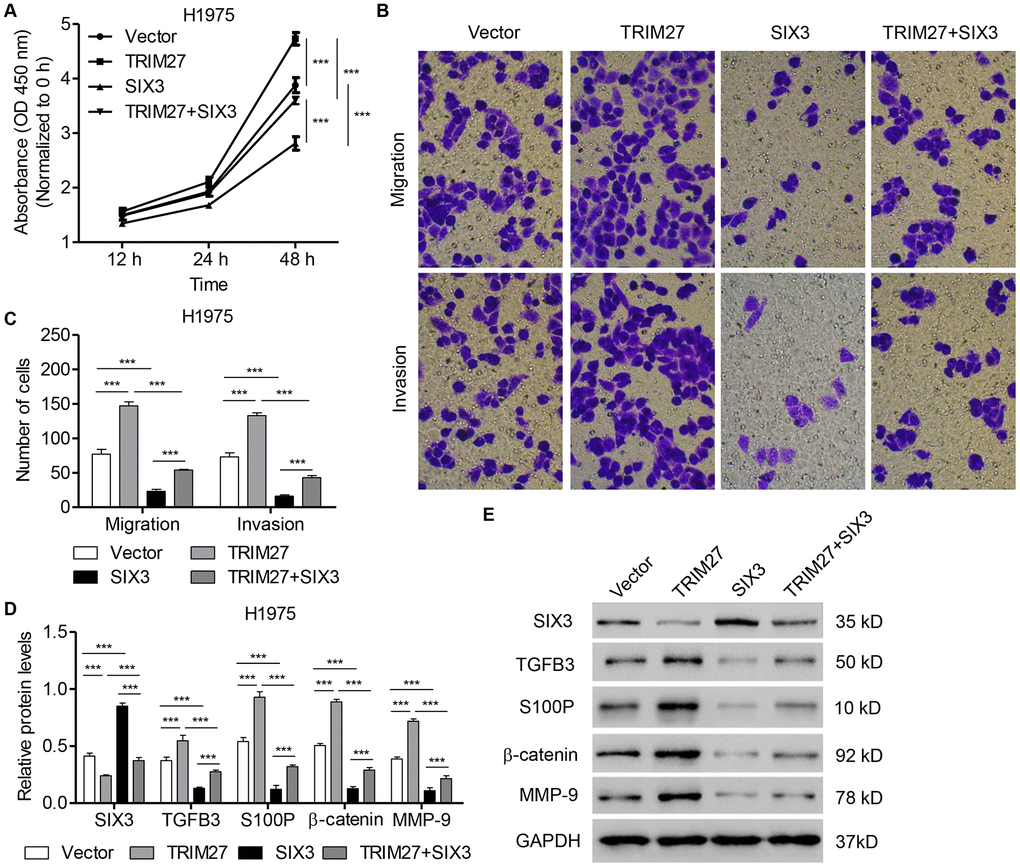 SIX3 overexpression inhibits NSCLC cell proliferation, migration, and invasion induced by TRIM27 overexpression. H1975 cells were infected with blank pLVX-Puro vector, pLVX-Puro-TRIM27, or pLVX-Puro-SIX3, and cell proliferation (A), migration (B), invasion (C), and related protein expression (D, E) were determined by CCK-8, transwell assay, and western blot analysis. All experiments were repeated at least three times, and data are represented as mean ± SD. ***P 