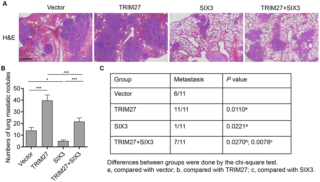 The roles of TRIM27 and SIX3 on lung metastasis in vivo. (A) Histology of single lung lobe from mice intravenously injected with A549 cells stably infected with blank pLVX-Puro vector, pLVX-Puro-TRIM27, or pLVX-Puro-SIX3. Scale bars: 500 μm. (B) Quantification of microscopic nodules in the lungs of each group. (C) The incidence of metastasis in mice after intravenous tail injection of each cell type is shown in the table. All experiments were repeated at least three times, and data are represented as mean ± SD. *P P 