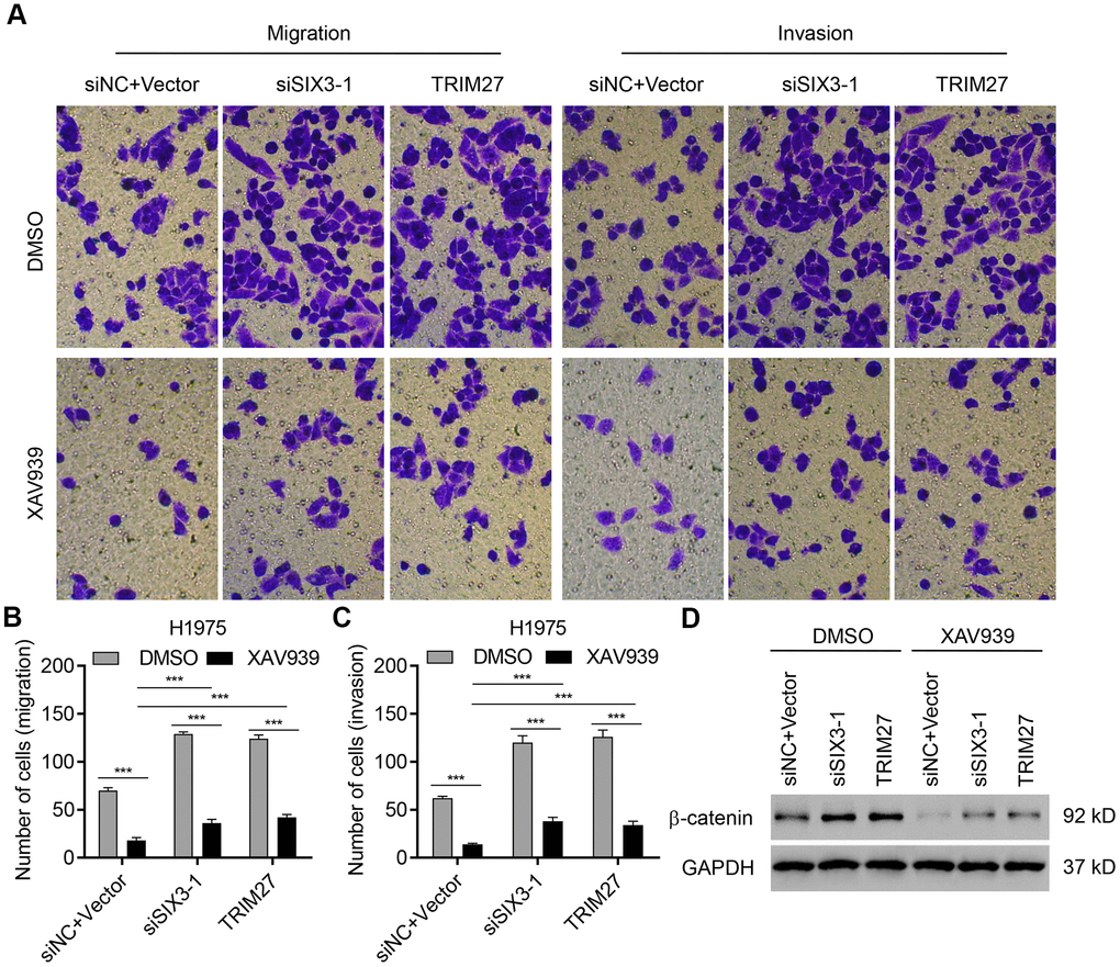 TRIM27 and SIX3 regulate NSCLC cell migration and invasion partly through the Wnt/β-catenin pathway. H1975 cells transfected or infected with siSIX3-1, pLVX-Puro-TRIM27, or both siNC and blank pLVX-Puro vector were treated with DMSO or 10 μM XAV939, and cell migration, invasion, and related protein expression were determined by transwell assay (A–C) and western blotting (D). All experiments were repeated at least three times, and data are represented as mean ± SD. ***P 