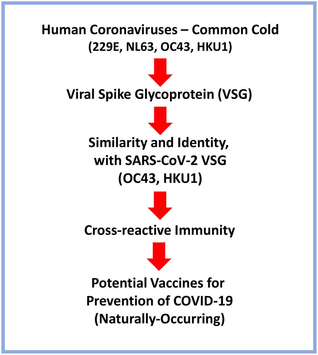 Schematic diagram summarizing the possible use of Human Coronaviruses that cause the common cold as naturally-occurring vaccines for targeting SARS-CoV-2 and preventing COVID-19. A brief flow-diagram is presented, outlining a vaccine development strategy.