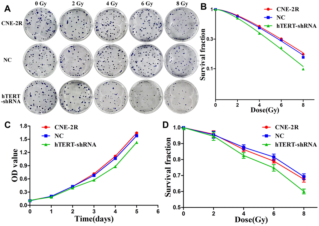 hTERT silencing enhanced radiosensitivity. (A) The radiosensitivity of CNE-2R, NC and hTERT-shRNA cells was compared through colony formation assay; (B) The dose-survival curves were fitted using the single-hit multi-target model; (C) Cell proliferation detected using CCK-8 assay; (D) The radiosensitivity was compared through the CCK-8 assay.