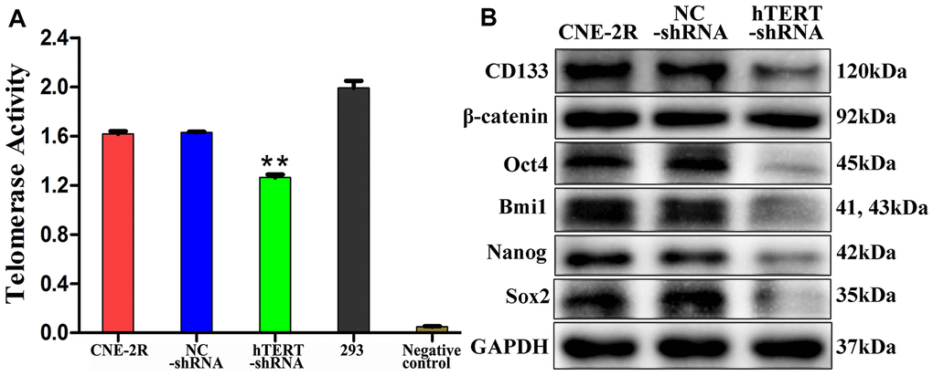 hTERT silencing reduced telomerase activity and stem cell-related proteins expression in vitro. (A) Telomerase activity detected utilizing the TRAP method (** indicates PB) Expression of β-catenin and stem cell-related proteins detected by Western blot assay.