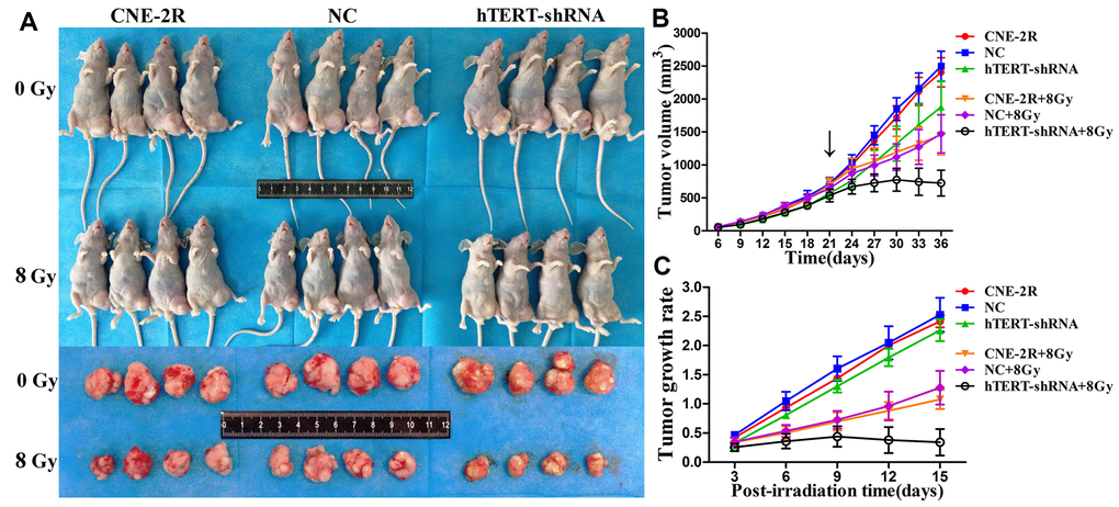 Effect of hTERT silencing on tumor growth. (A) Tumor sizes when cells were injected into nude mice and allowed to grow to day 36; (B) Growth curve of tumors in each group after receiving irradiation at 0 Gy or 8 Gy (black arrow indicates the time point of irradiation); (C) Tumor growth rate in each group after irradiation.